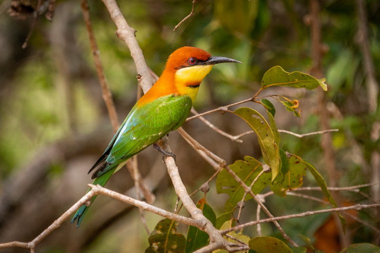 021 Wilpattu NP, bruinkopbijeneter.jpg